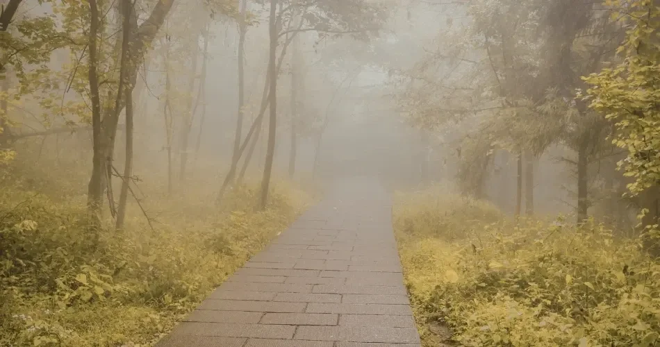 Ultimate Guide to San Francisco's Best Hiking Trails and Scenic Viewpoints